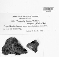 Image of Staurothele clopima